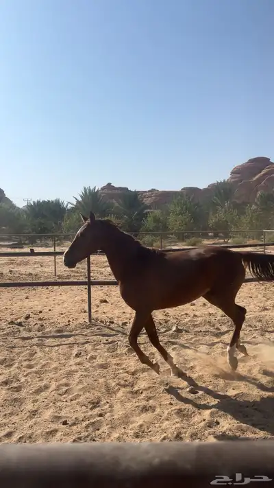 فرس عربي اصيل نشيط السوم يبدا عندكم index