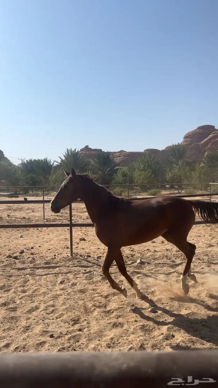 فرس عربي اصيل نشيط السوم يبدا عندكم 1