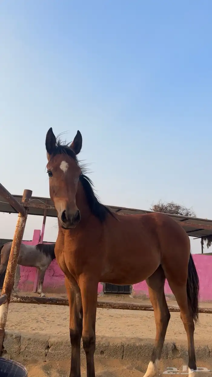 مهرة شيخة للبيع 0