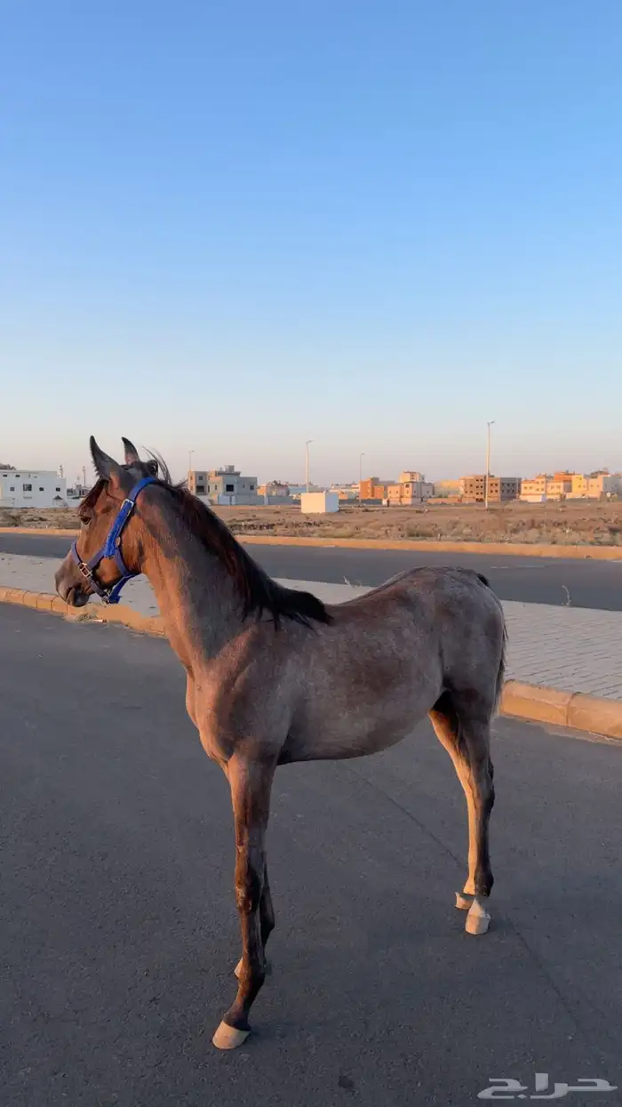 مهره واهو بورق العمر 7شهور سليمه ولاتشتكي من شي 0