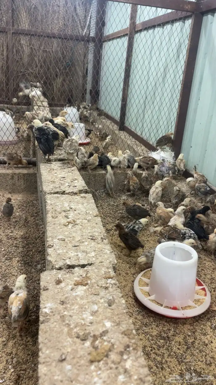 صوص دجاج بلدي 1