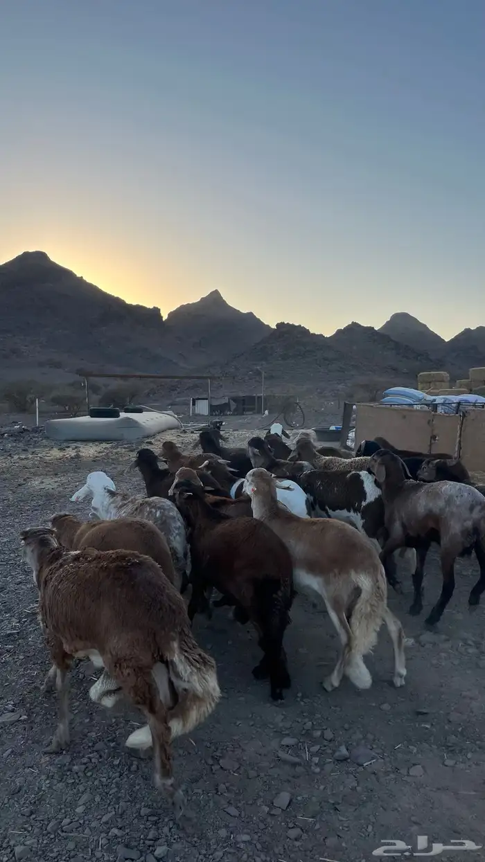 ذبائح بجميع انواعها 10