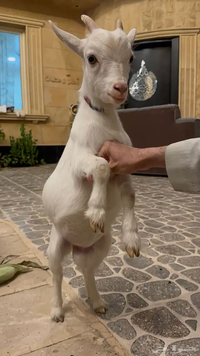 ماعز قزم لعوب 1