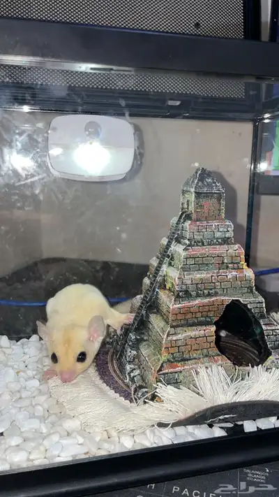 سنجاب طائر فصيلة نادرة بينو index