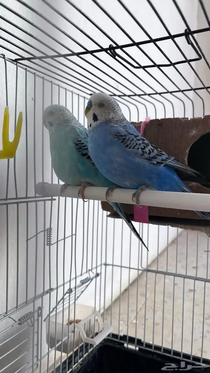 طيور الحب (بادجي) 0