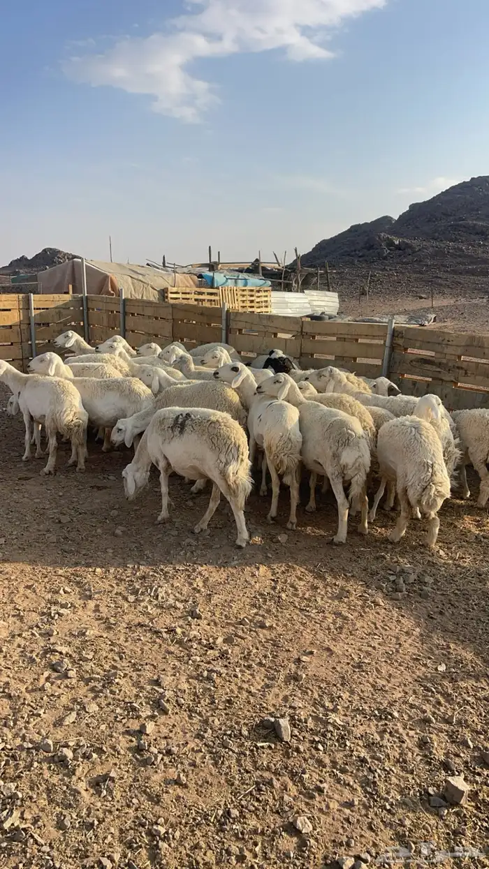 ضان حبص مقنوي 1