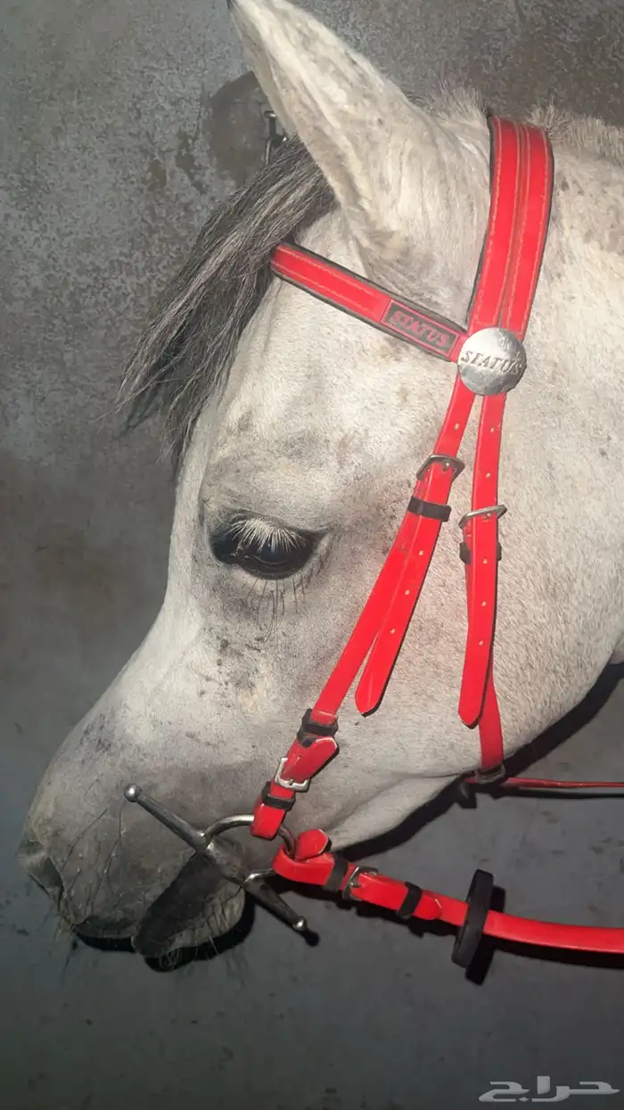 فرس شعبية جميلة فاخرة تبارك الرحمان 8