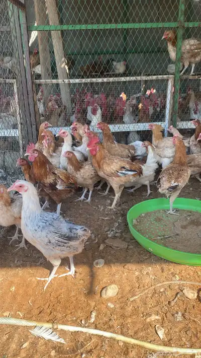 chickens 1000pieces index