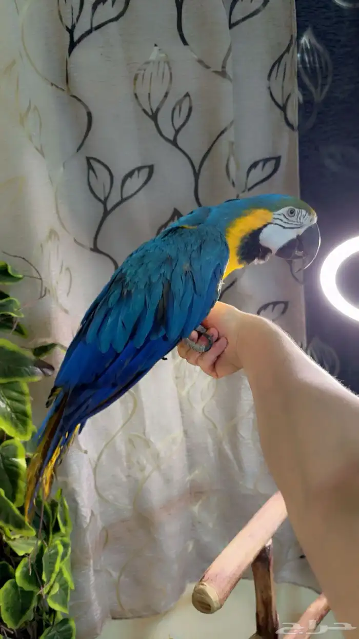 ببغاء مكاو اليف ولعوب ومتكلم تم البيع 5