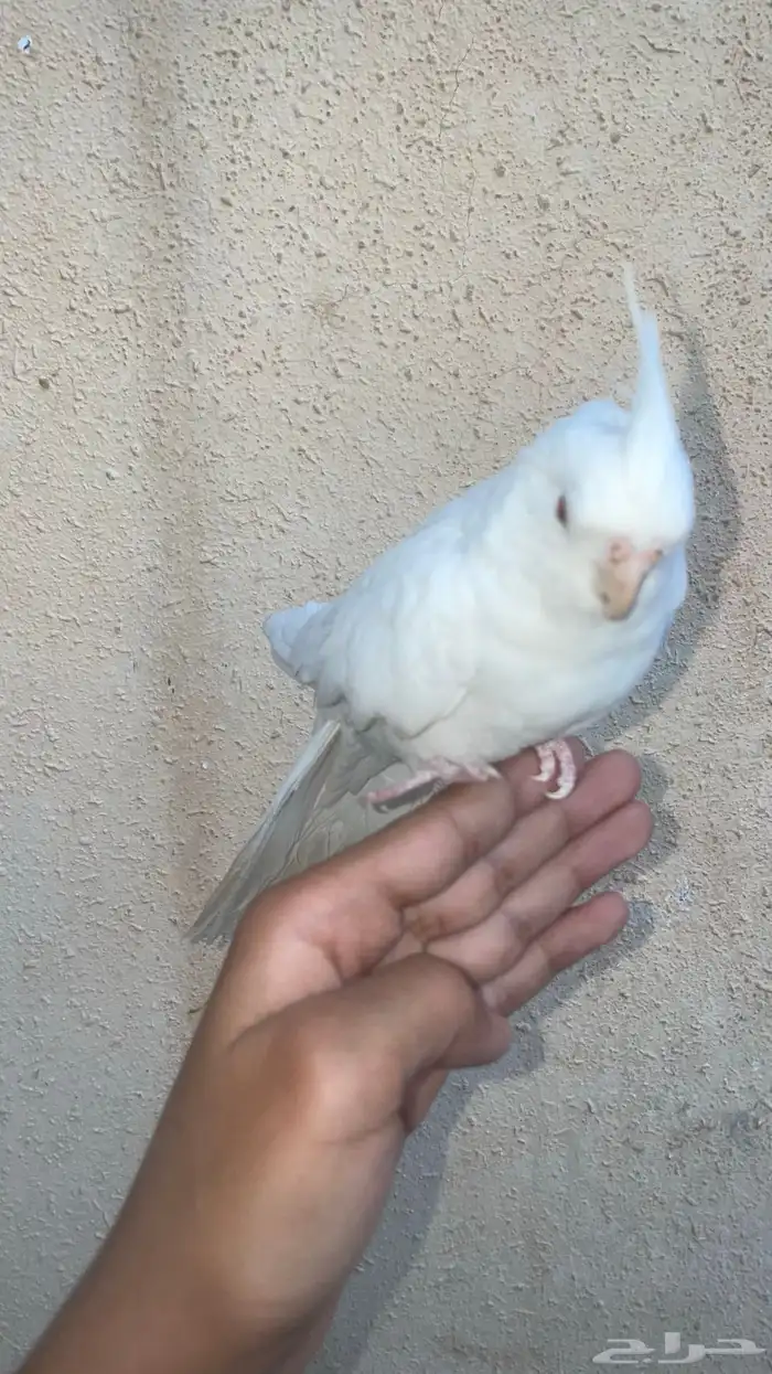 كروان اليف جدا 1