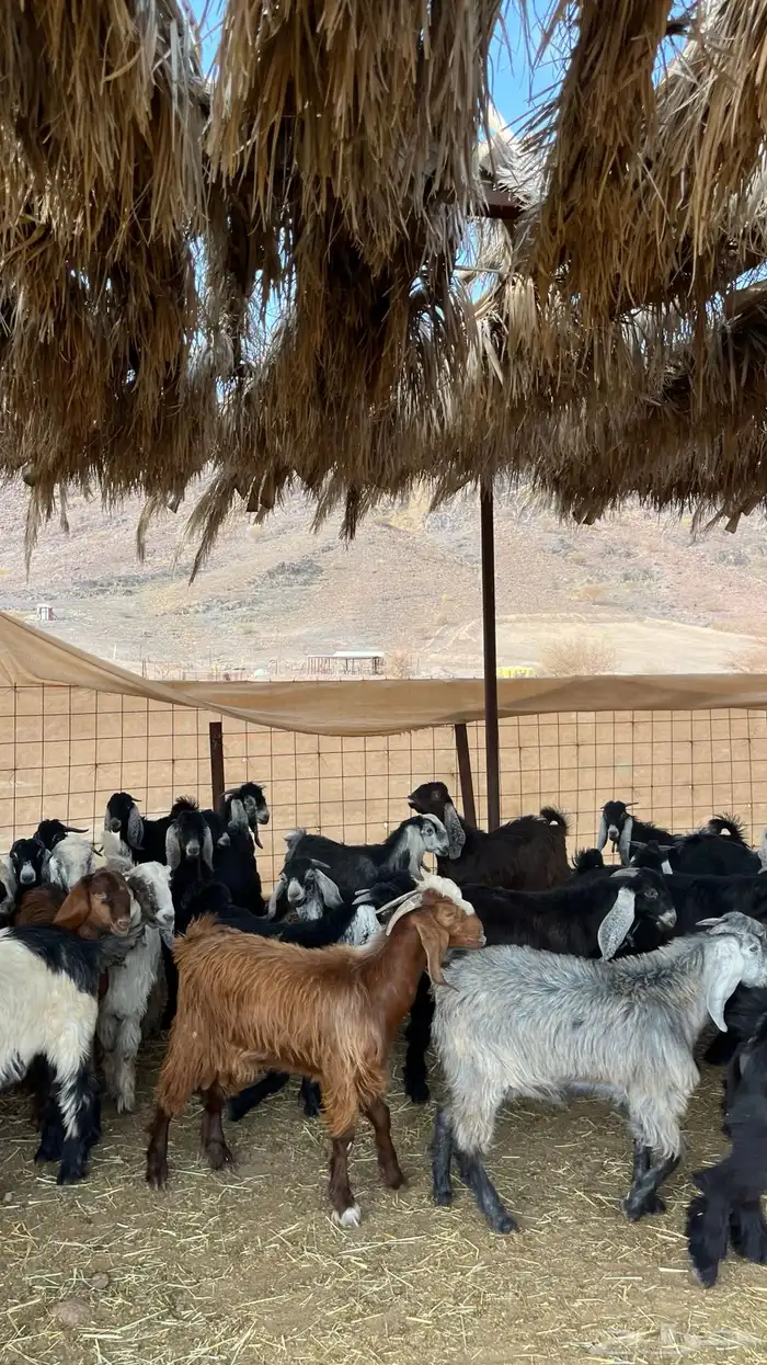 تيوس مخاصي جادعان جبره 15