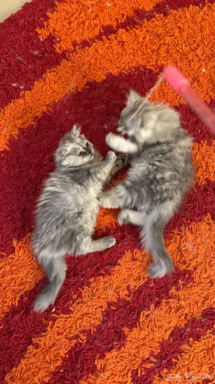 قطط شيرازي أمريكي ذكر وأنثى للبيع ب 200 ريال 8