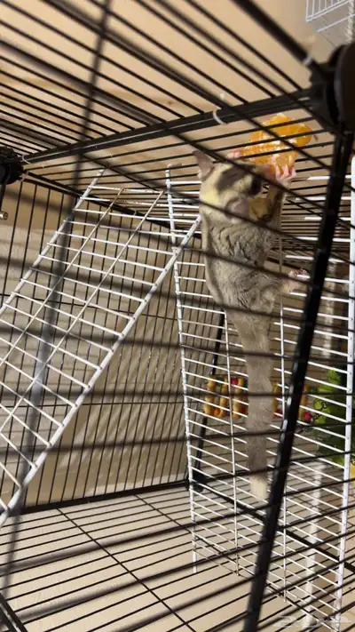 سنجاب الطائر شقر قلايدر index