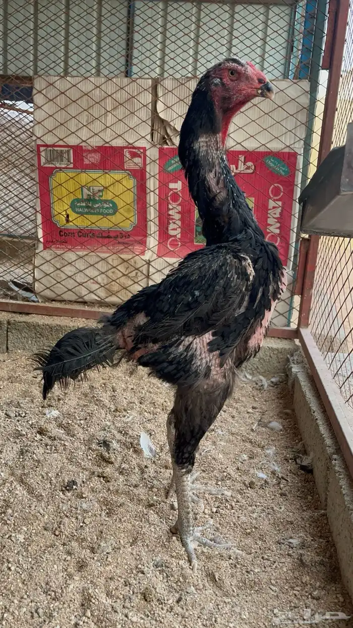 فروخ شامو ألماني هزاز 2