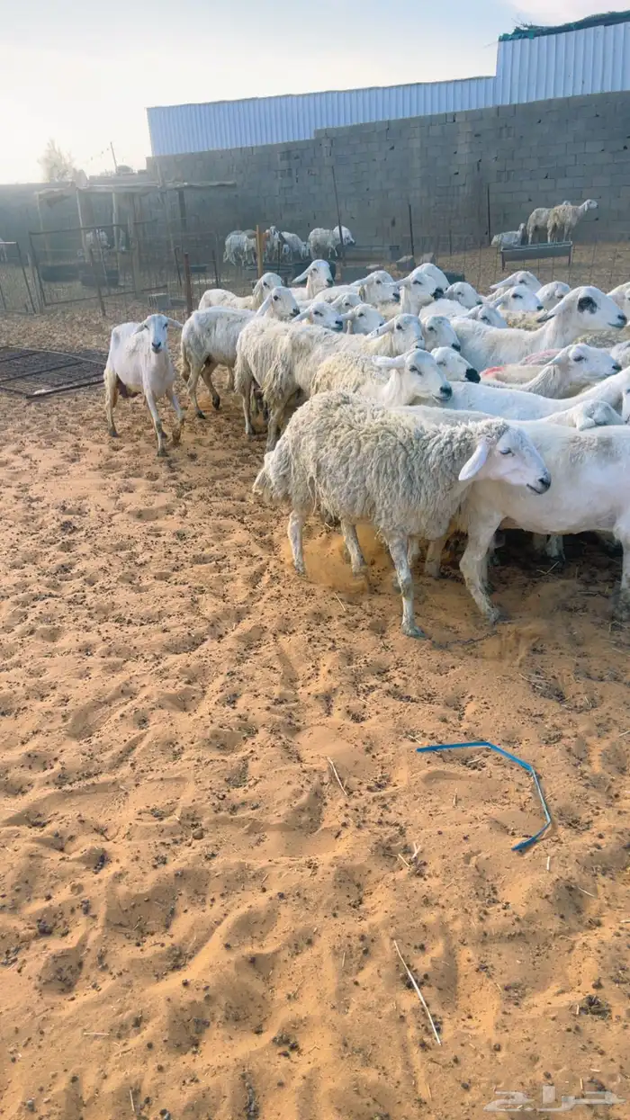 حريات العدد 60 بالفحل 0