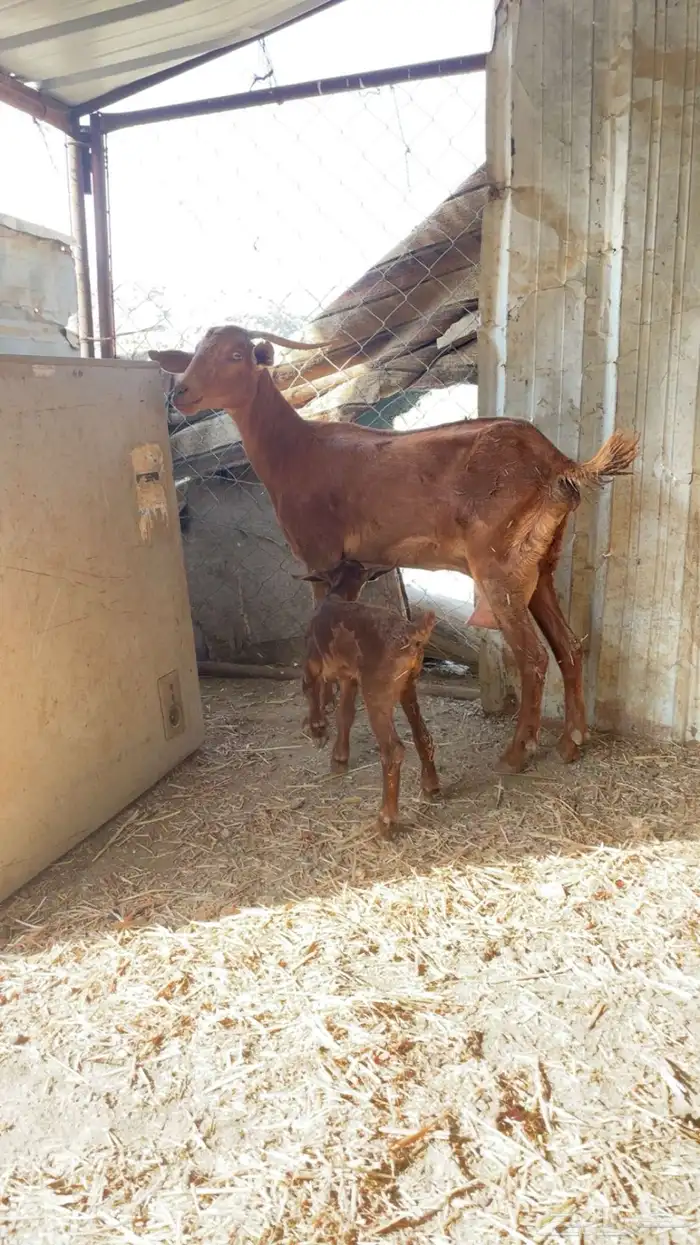 ماعز عليها تيس 0