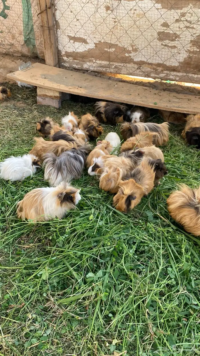 وبر هامستر 2