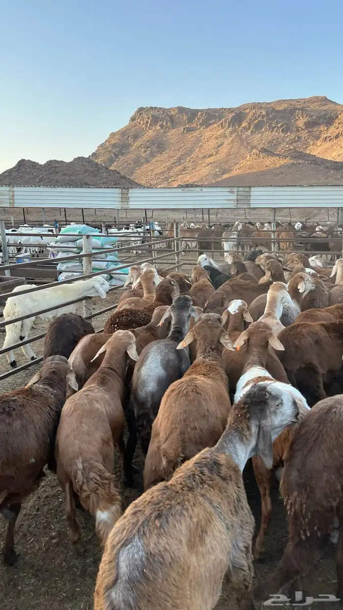 طليان سواكن حمري جادعان 6