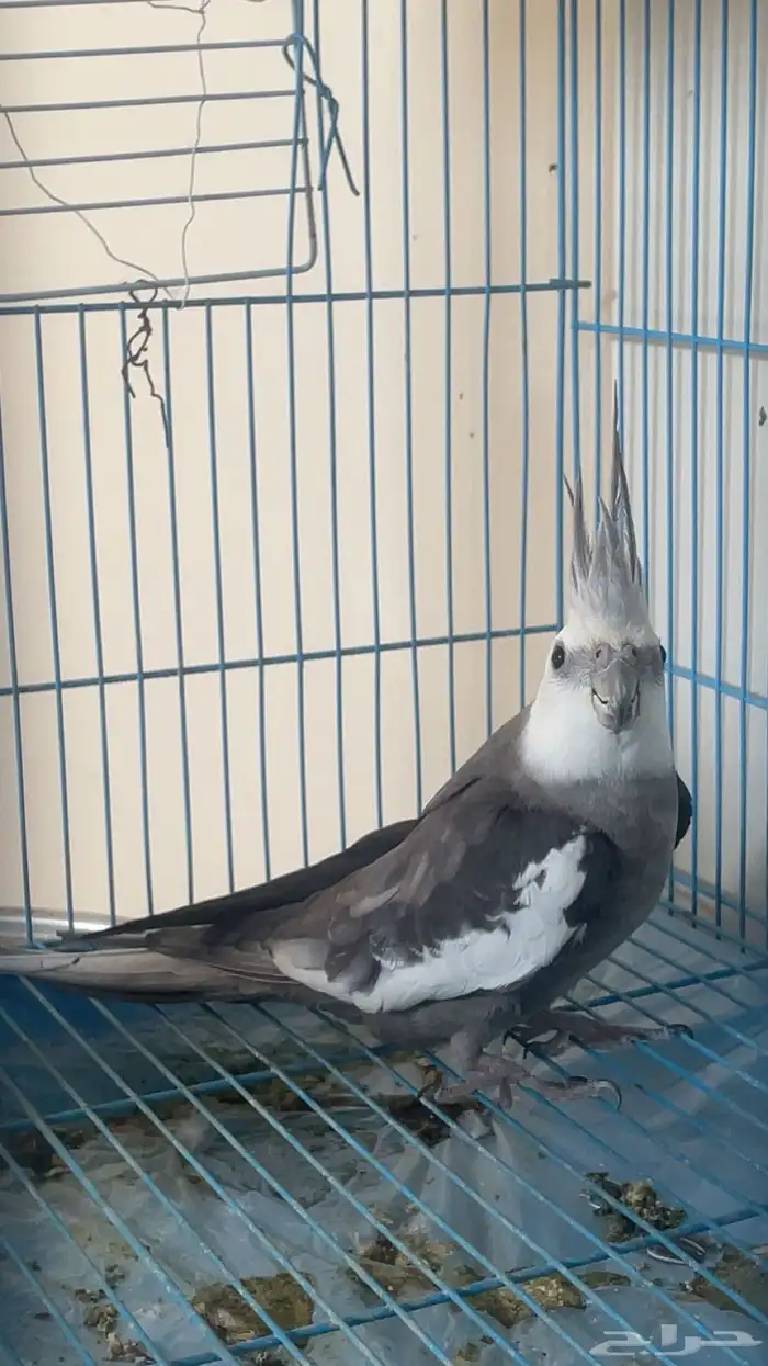 ذكر وايت فيس منتج (تم البيع) 0