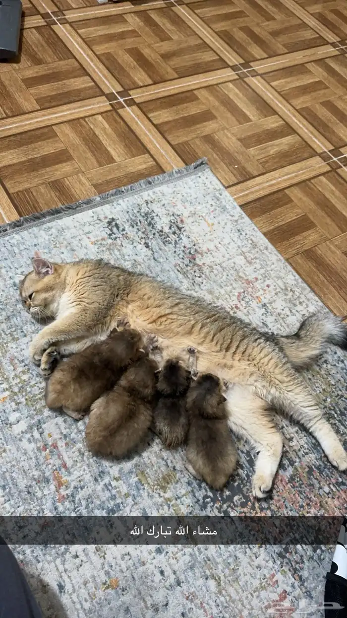 قطة اسكوتش استريت مسجلة 3