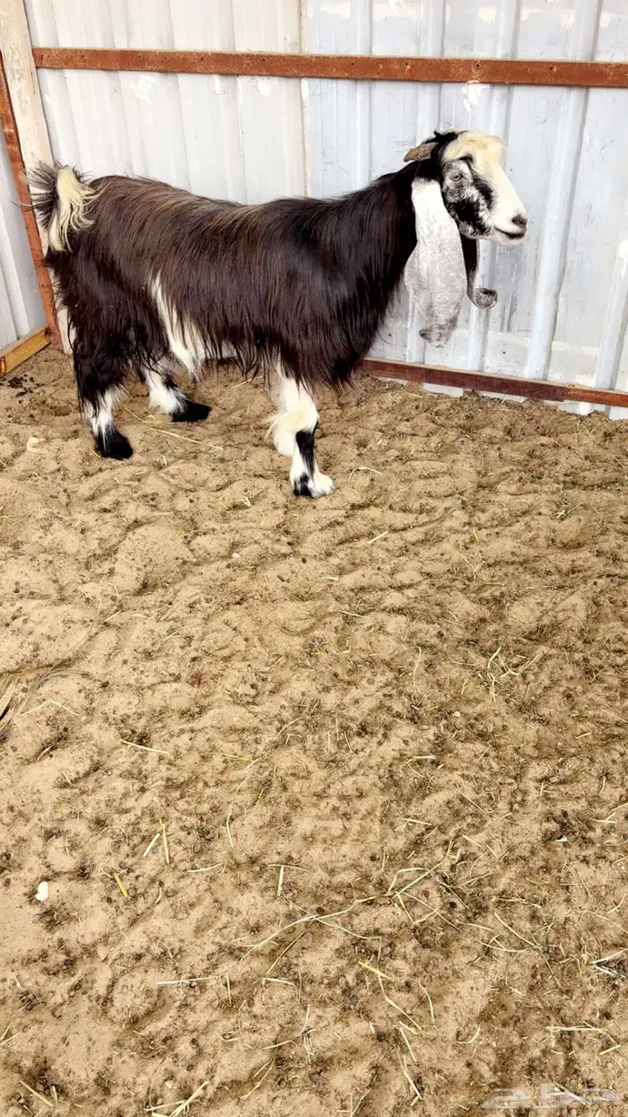 عنز عارضيه سديس جرم وصحة ونظافه 2