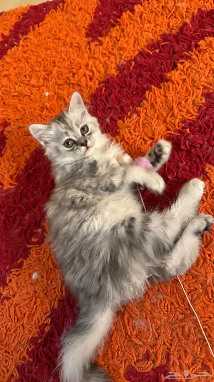 قطط شيرازي أمريكي ذكر وأنثى للبيع ب 200 ريال 1