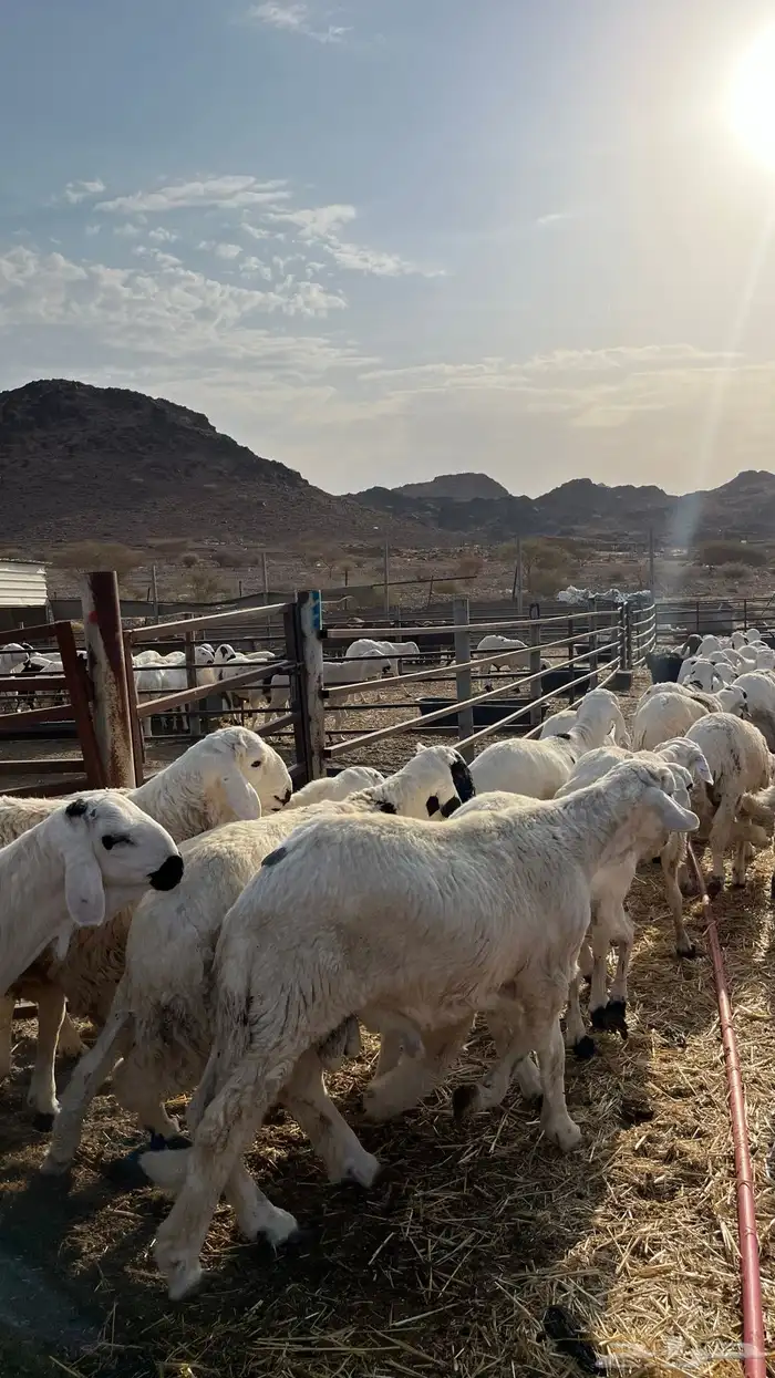 طليان سواكن شبيه الحري جبره 3