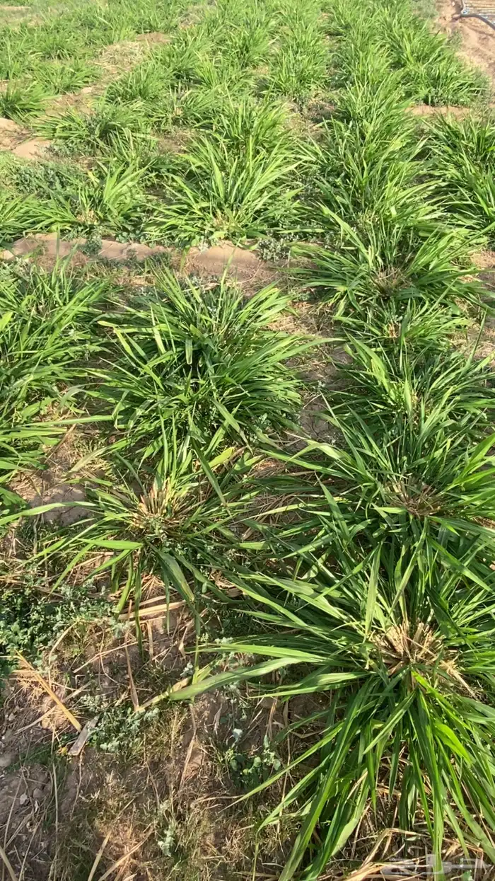 يوجد بنكام اسباني 0