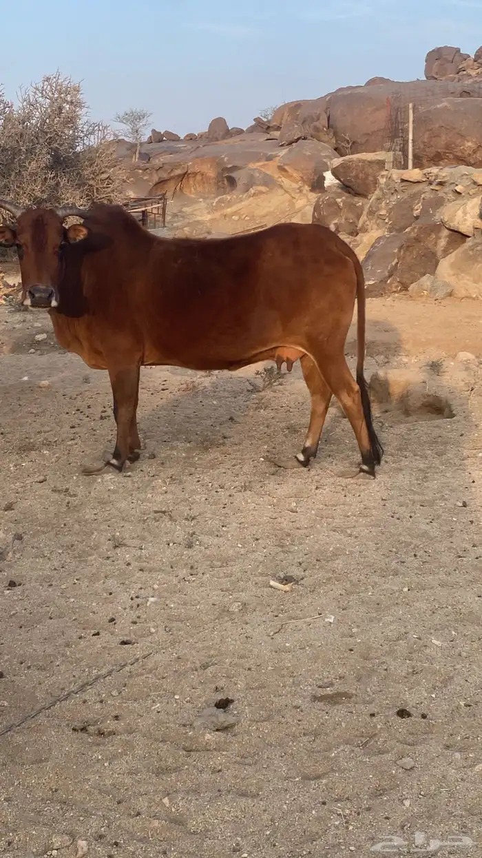بقره للبيع 8