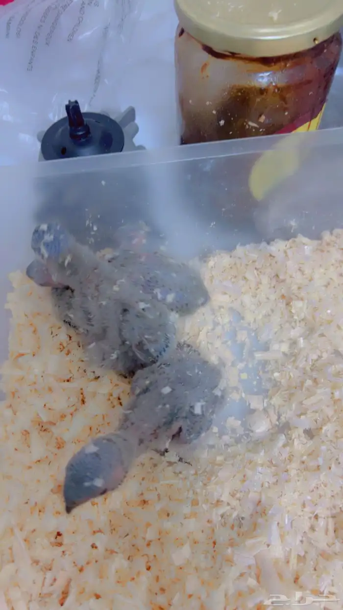 فروخ متنوعه ( كنيورات   لوري   صن كنيور) 12