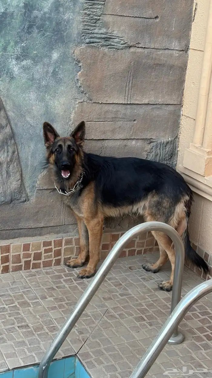 جيرمن شون لاين 0