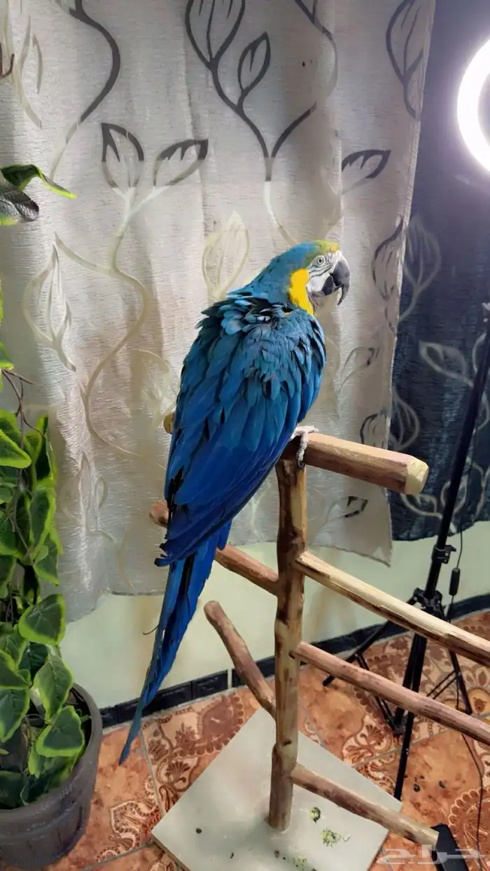 ببغاء مكاو اليف ولعوب ومتكلم تم البيع 0
