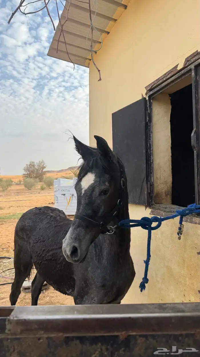 مهره عربيه ورق للبيع 2