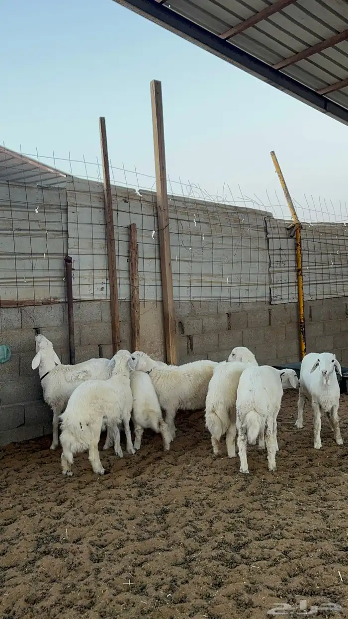 خرفان حريات فاخر 3