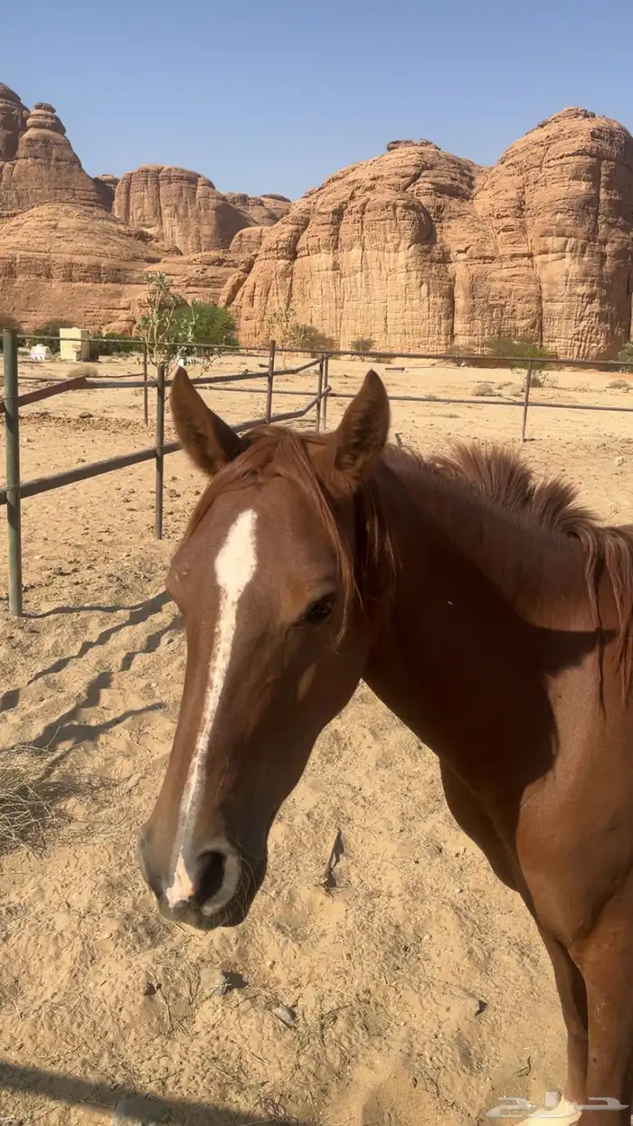 فرس عربي اصيل نشيط السوم يبدا عندكم 4