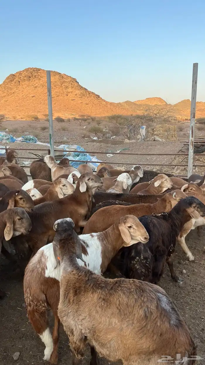 طليان سواكن حمري جادعان 4