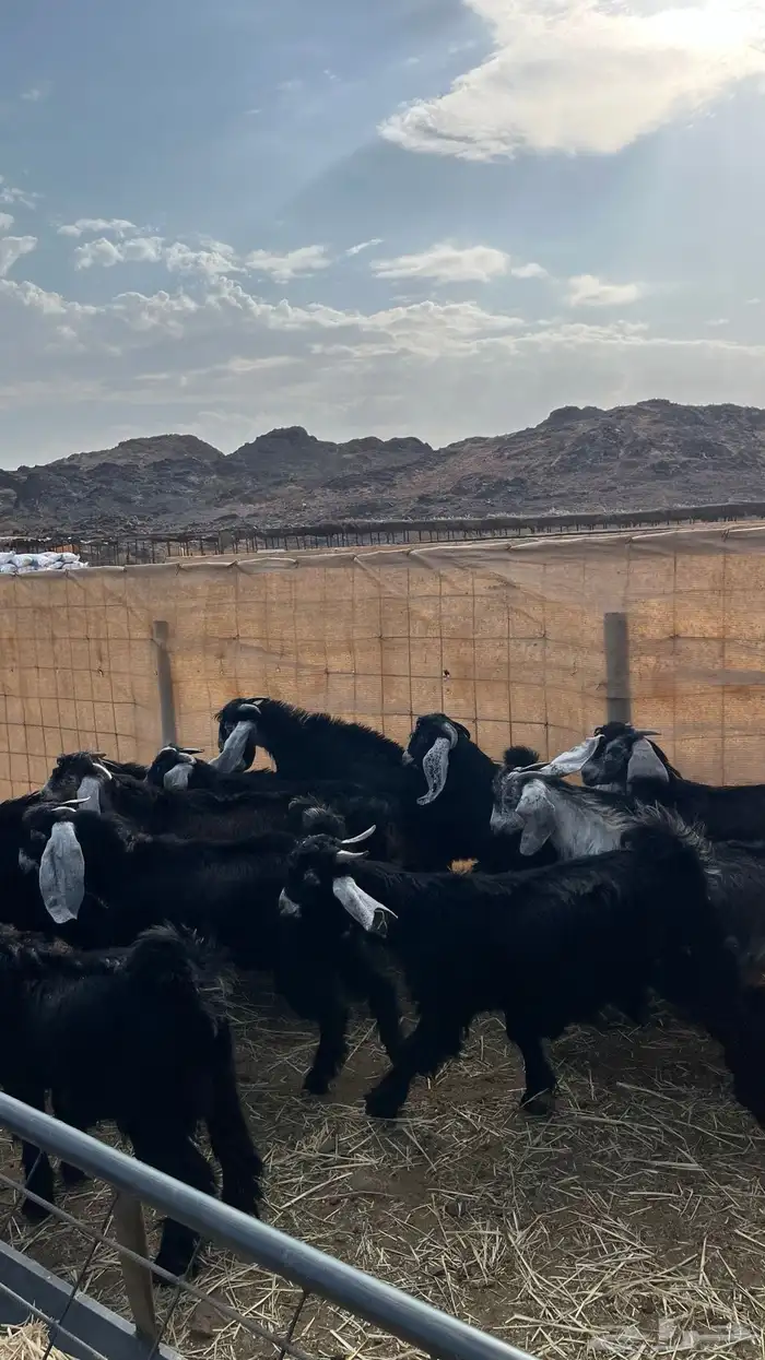 تيوس مخاصي جادعان جبره 18