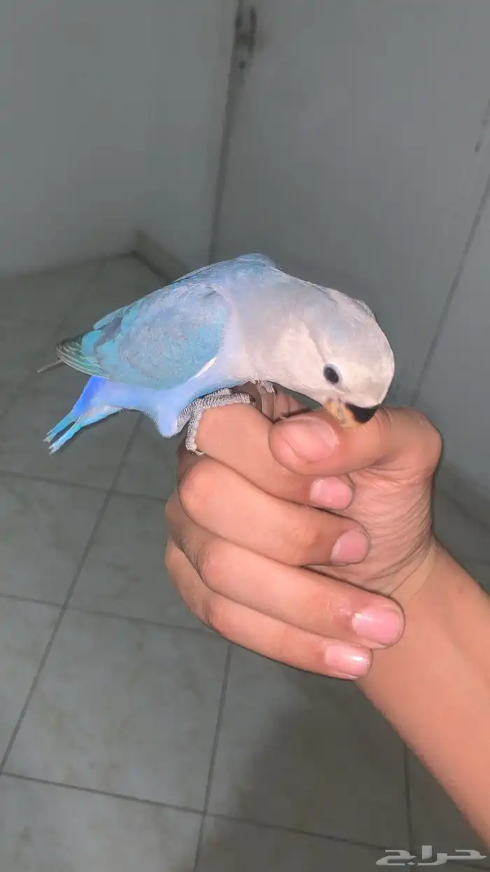 روز ازرق هدد 0