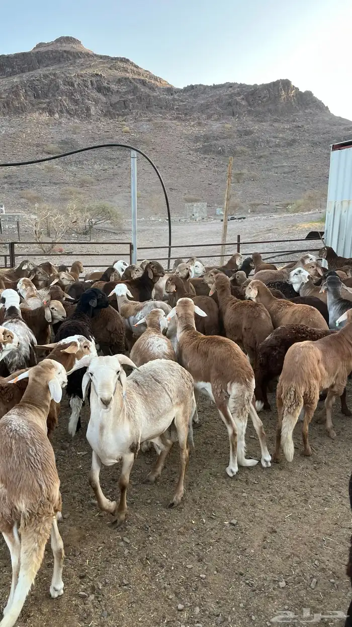 طليان سواكن حمري جادعان 25