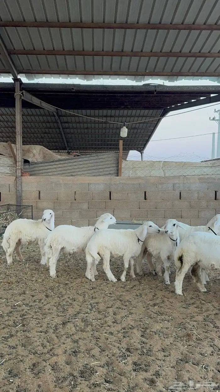 خرفان حريات فاخر 0