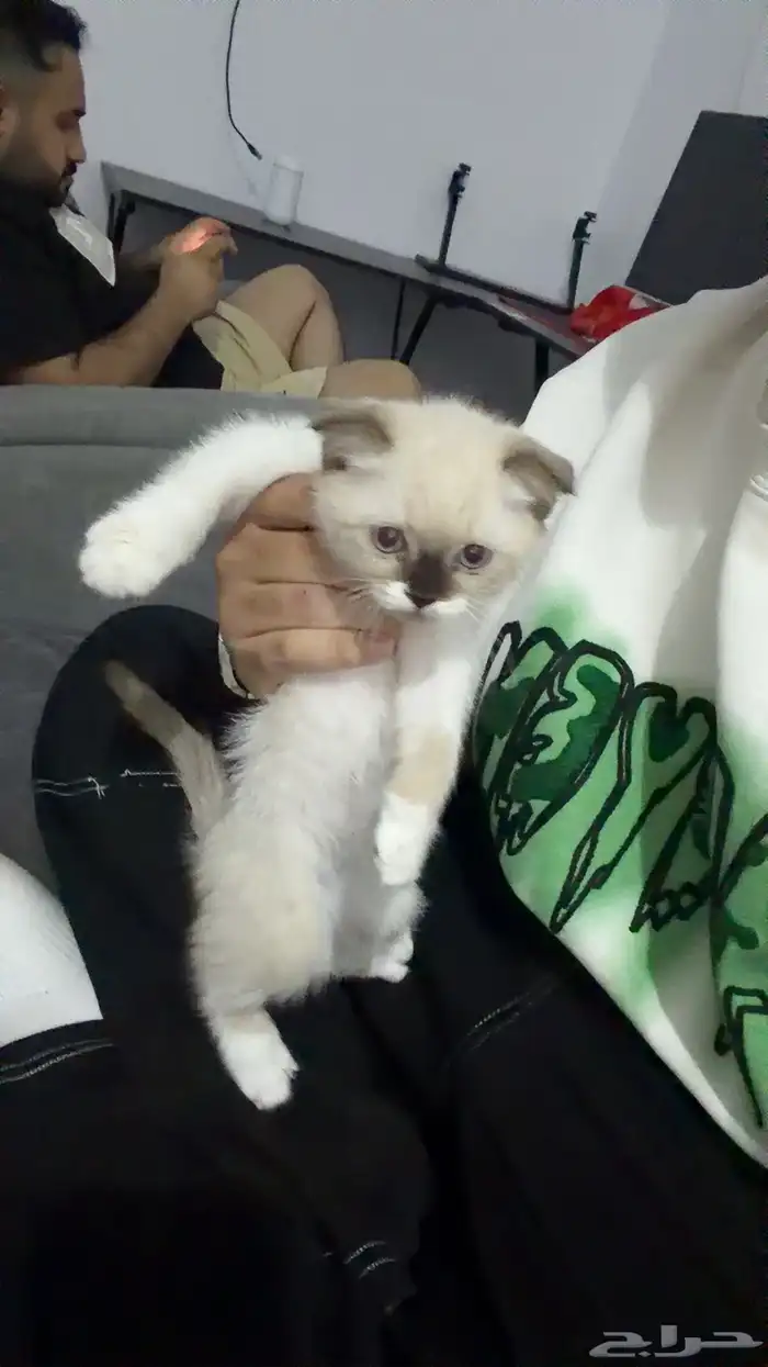 للبيع سكوتش فولد 0