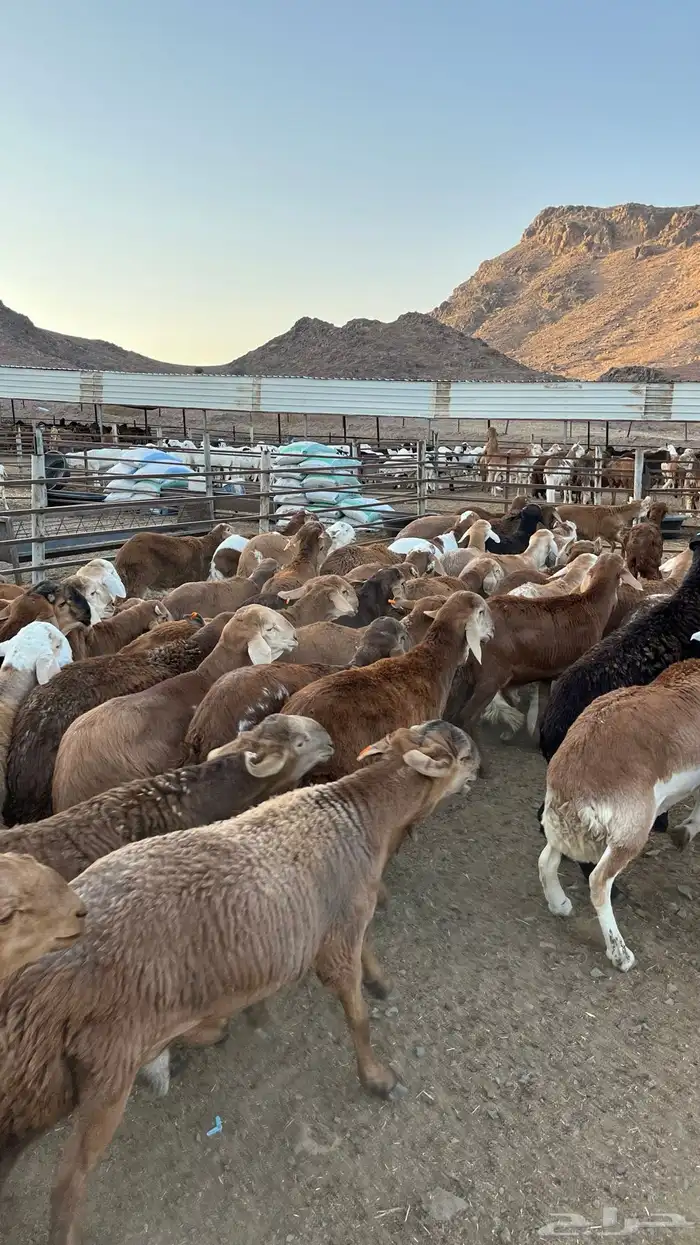 طليان سواكن حمري جادعان 16