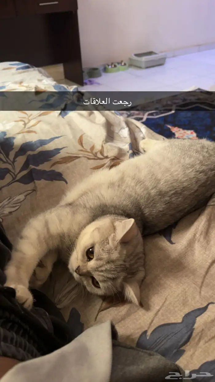 للبيع قط سكوتش ستريت 4