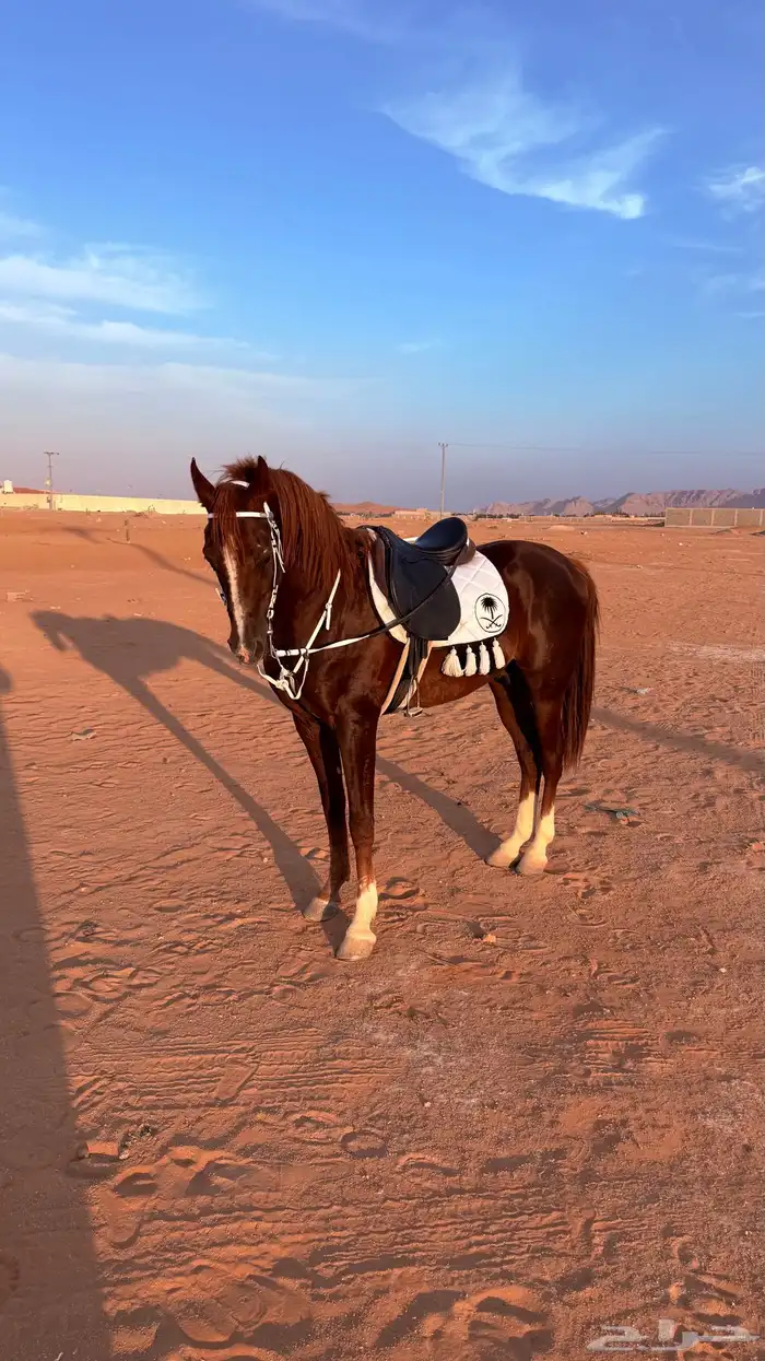 حصان للبيع 2