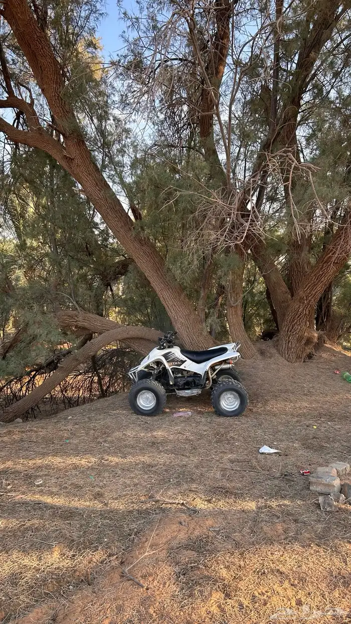 دباب نثال اخو جديد 1