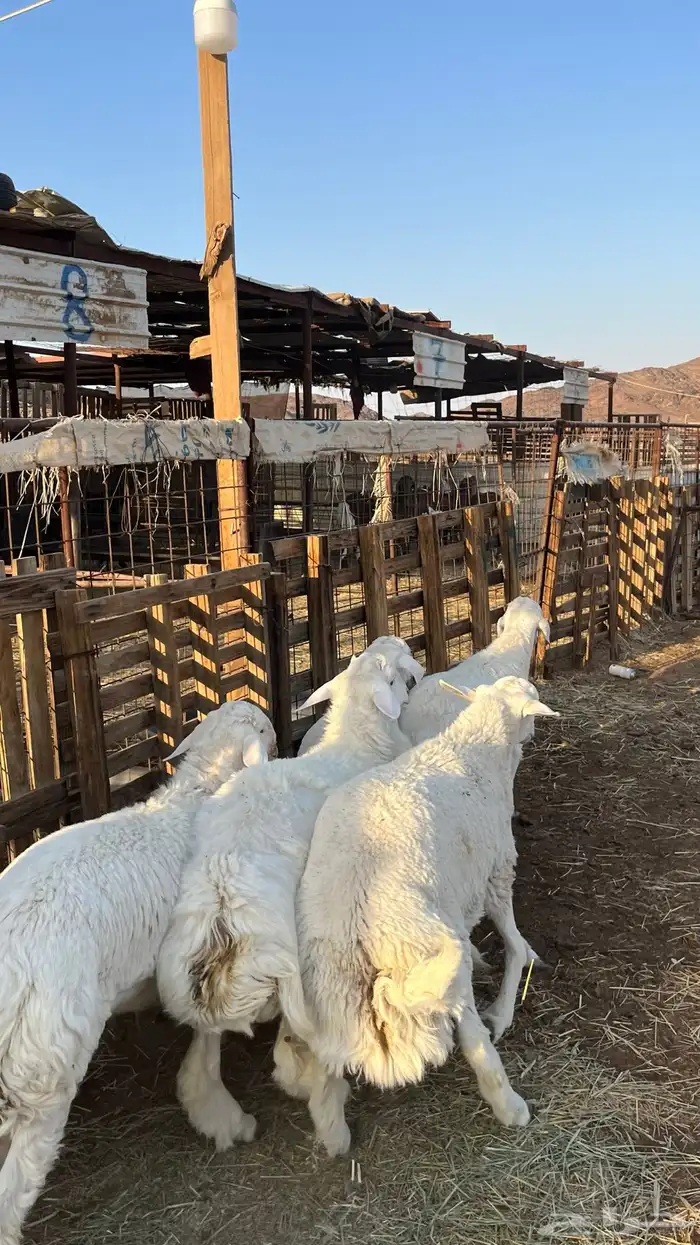 ذبائح بجميع انواعها 25