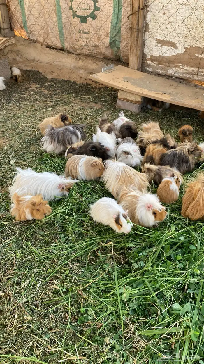 وبر هامستر 1