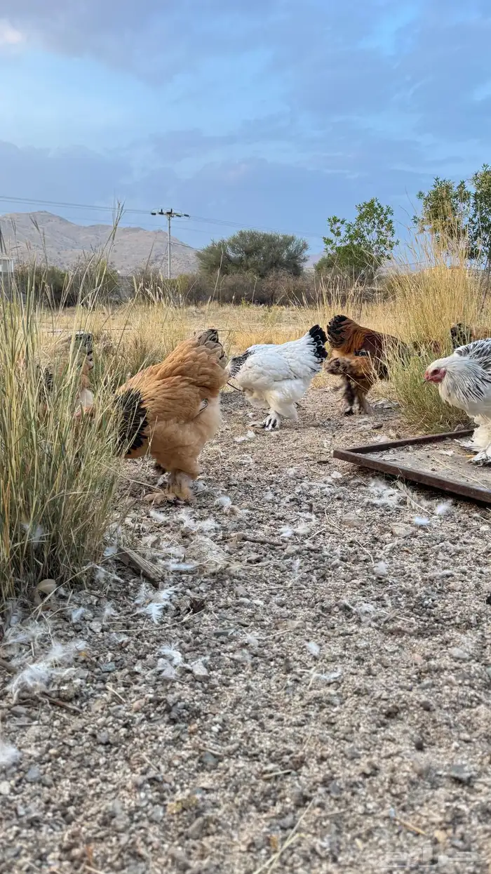 براهما بيور كولومبي وبوف 3