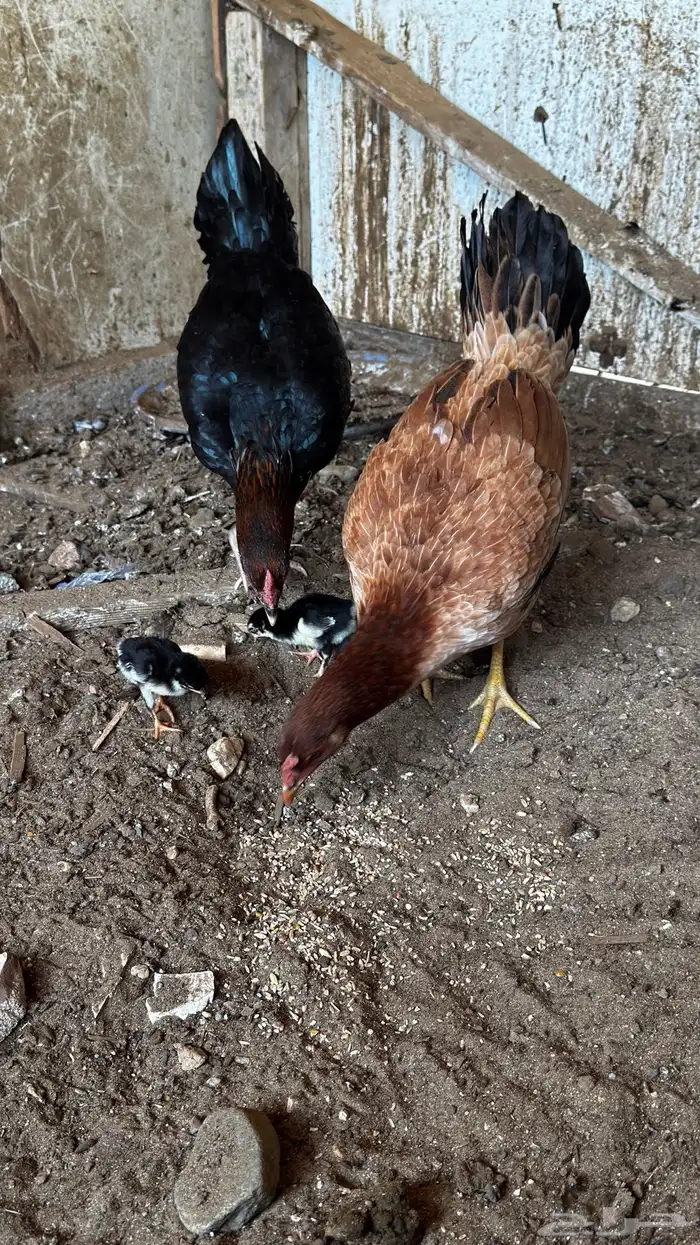 دجاجتين معه 3طيور 2