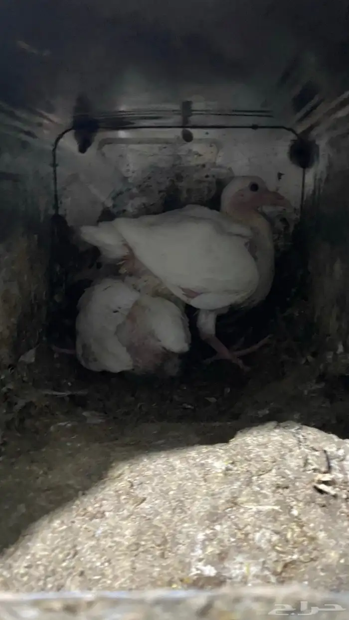 للبيع مستعجل حمام فرنسي جامبو 4